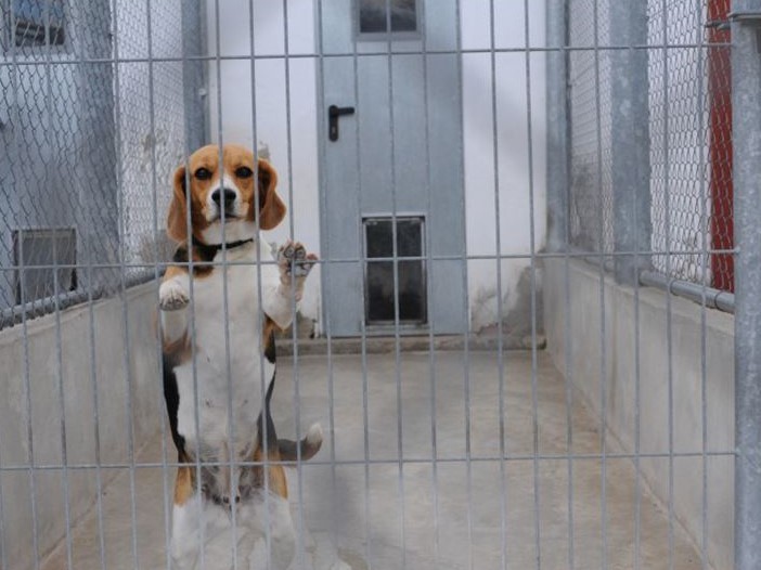 Sperimentazione animale